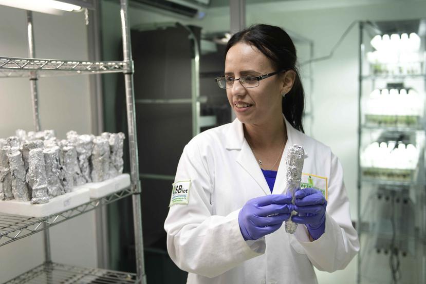 Sullymar Morales coordina el proyecto en el Instituto de Biotecnología Sustentable de la Universidad Interamericana en Barranquitas.