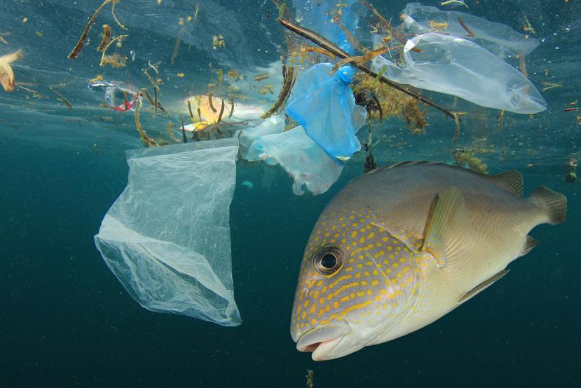 Se le considera a los microplásticos como una nueva modalidad de contaminación. (Shutterstock)