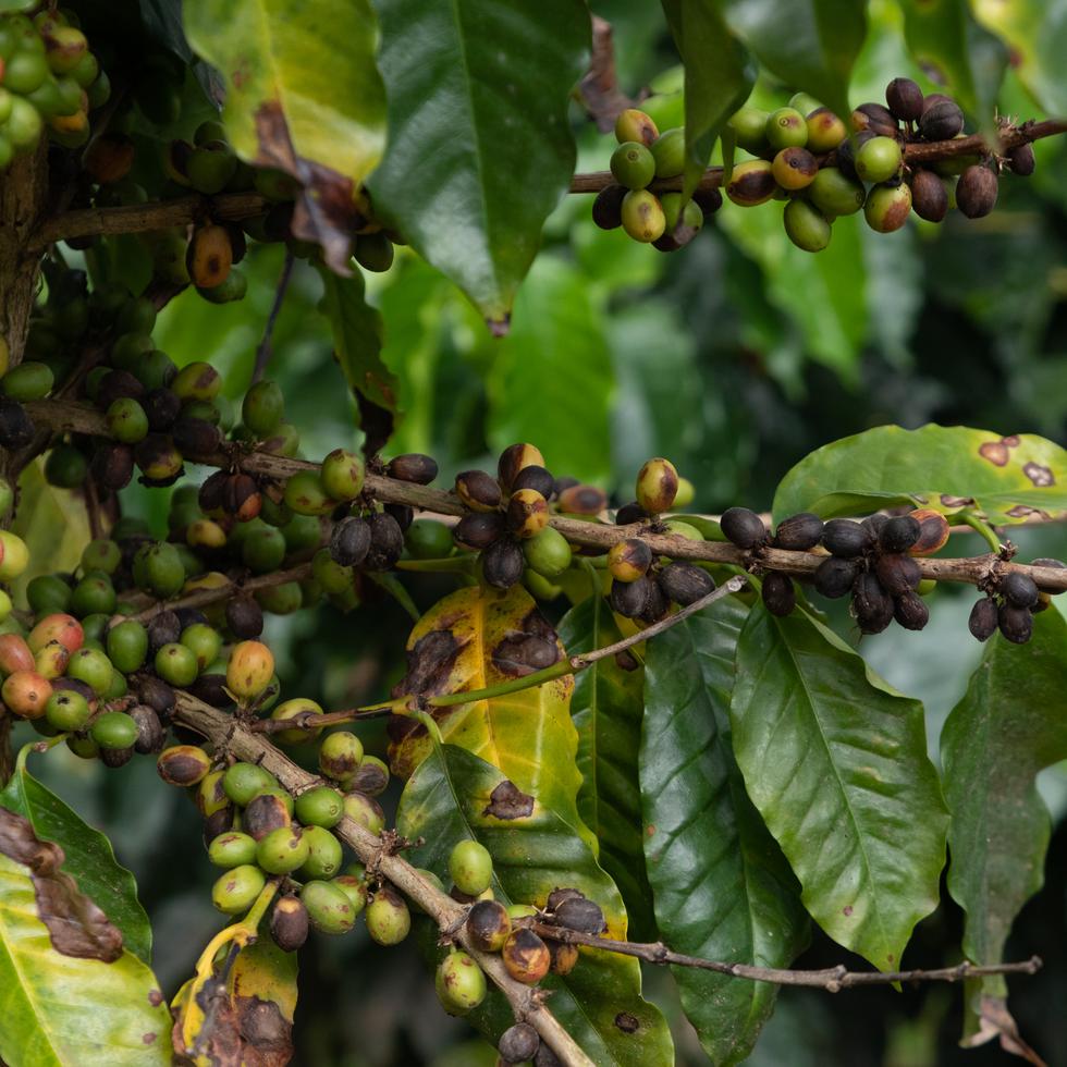 La mayor cosecha de café en tiempos recientes se espera que comience a finales de este mes, pero la producción ya está afectada por la enfermedad.