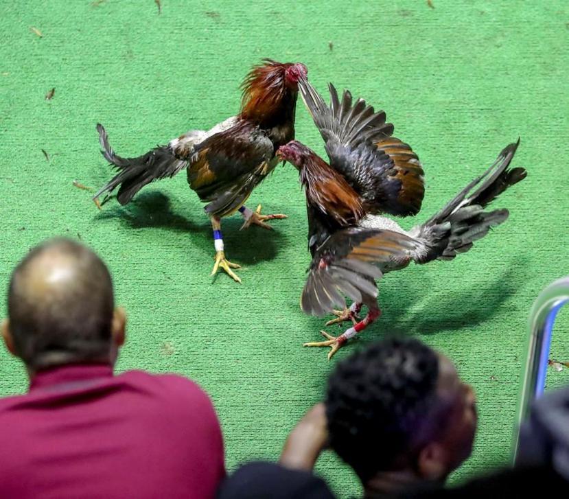 In Puerto Rico and the territories, the cockfighting ban would become effective in 74 days. (GFR Media)