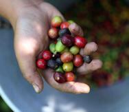 Iris Jannette Rodríguez, presidenta del Sector Cafetalero del la Asociación de Agricultores de Puerto Rico, indicó que desde el huracán María se han sembrado en la Isla entre 3 y 4 millones de árboles de café.