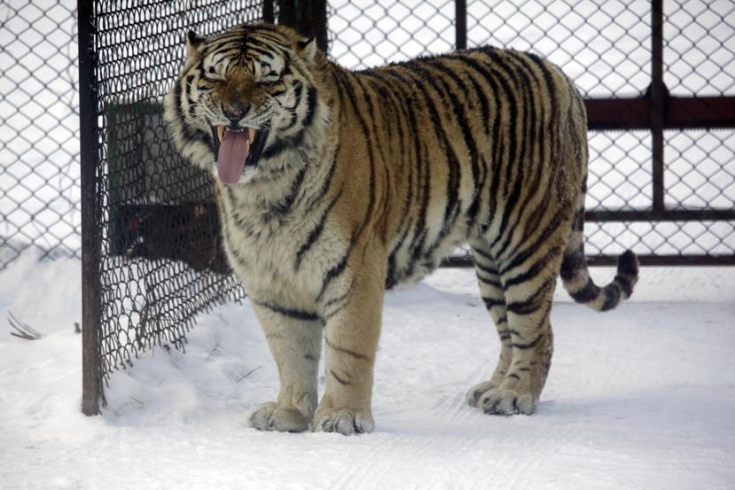 In this photo taken Friday, Jan. 8, 2010, a Siberian tiger reacts after licking the metal gate at a Tiger Park in Harbin in northeastern China's Heilongjiang province.  A Chinese newspaper report on Tuesday Jan. 19, 2009, warns that tigers in the country could become extinct in about three decades if the loss of habitats and illegal trade continue. (AP Photo/Ng Han Guan)