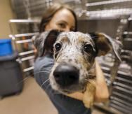 Una voluntaria sostiene a un perro en un centro de adopciones en Atlanta, Georgia.