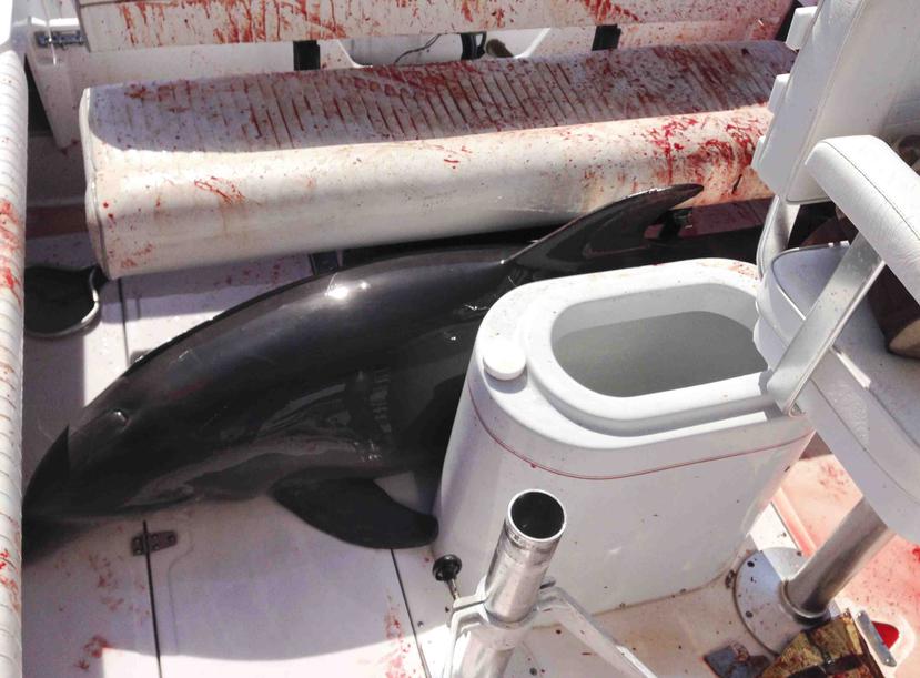 La familia afectada consiguió ayuda para sacar el delfín y colocarlo en un muelle y entonces dejándole libre en el agua.