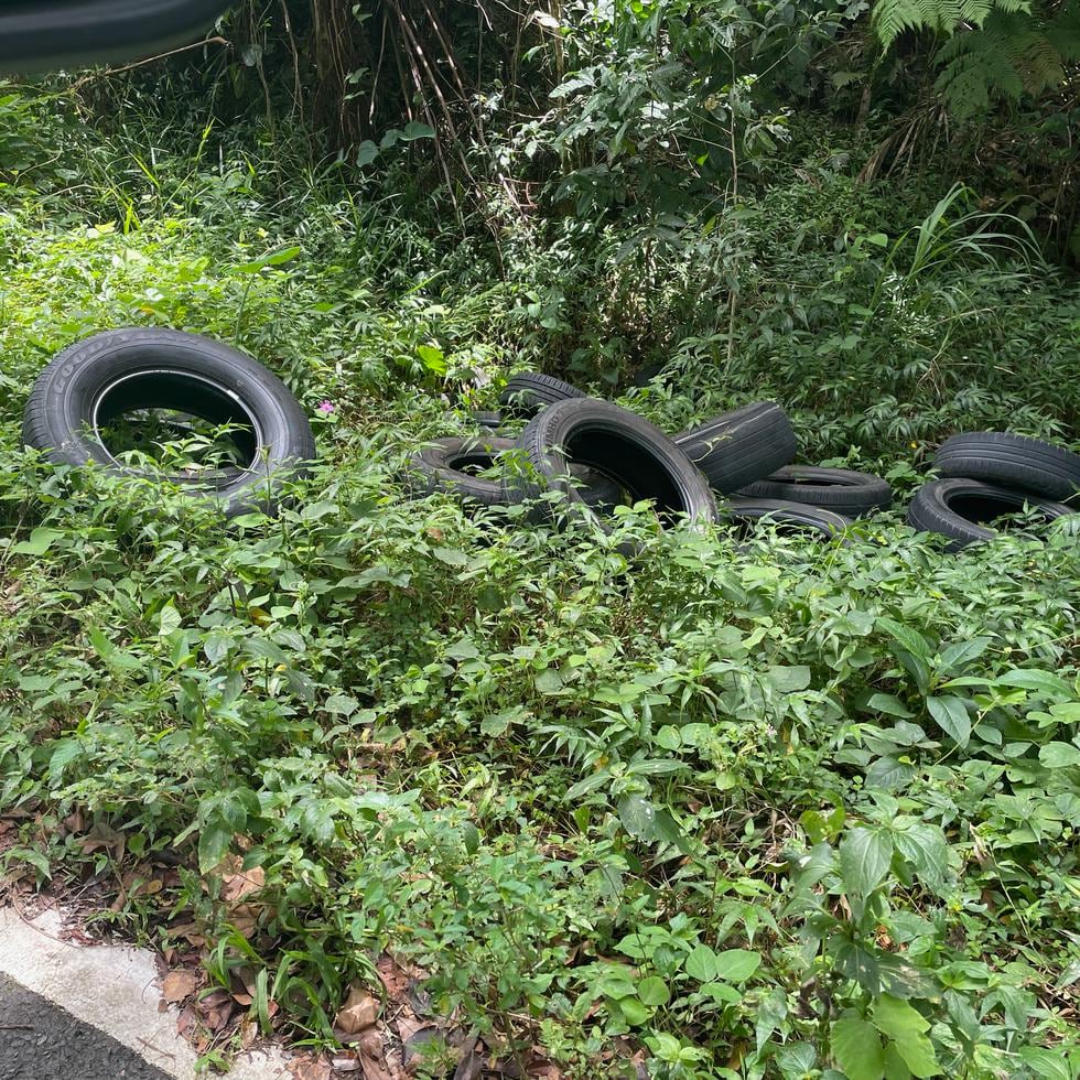 Varios neumáticos en el Bosque Nacional El Yunque.