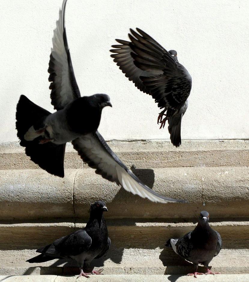 Algunas especies de animales como las palomas pueden tener las habilidades de tomar decisiones hasta cierto punto abstractas. (EFE)