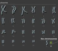 El cromosoma Y es el último de los cromosomas humanos en ser secuenciado por completo.
