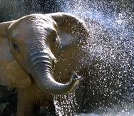 La polémica sobre el destino de Mundi se desató desde que la fundadora de la organización "Elephant Aid International" hiciera pública su intención de trasladar la elefanta a un santuario para esos animales estado en Georgia. (GFR Media)