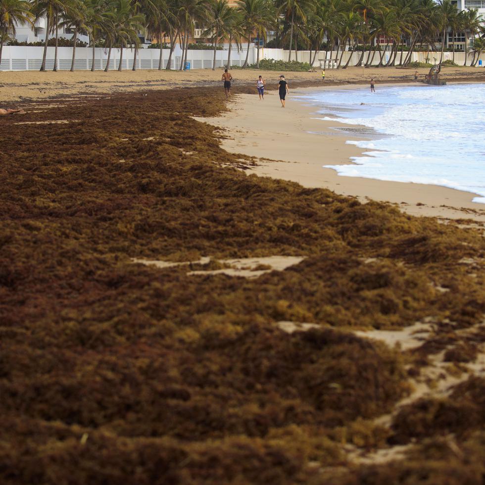 Playa en Condado durante evento de sargazo que afectó a Puerto Rico en junio de 2021.