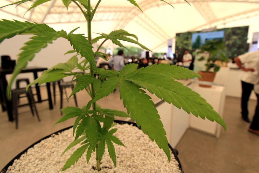 El proyecto de ley presentado por el gobierno canadiense permitía que cada vivienda pueda cultivar un máximo de cuatro plantas de marihuana. (EFE)