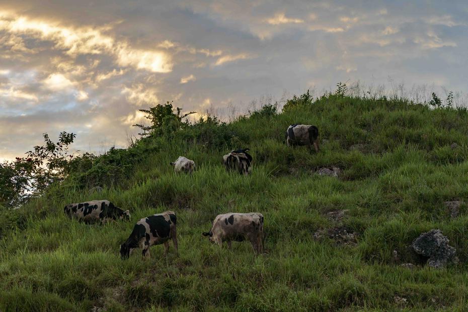 Vacas en un cerro comiendo pasto durante el atardecer en Moca.