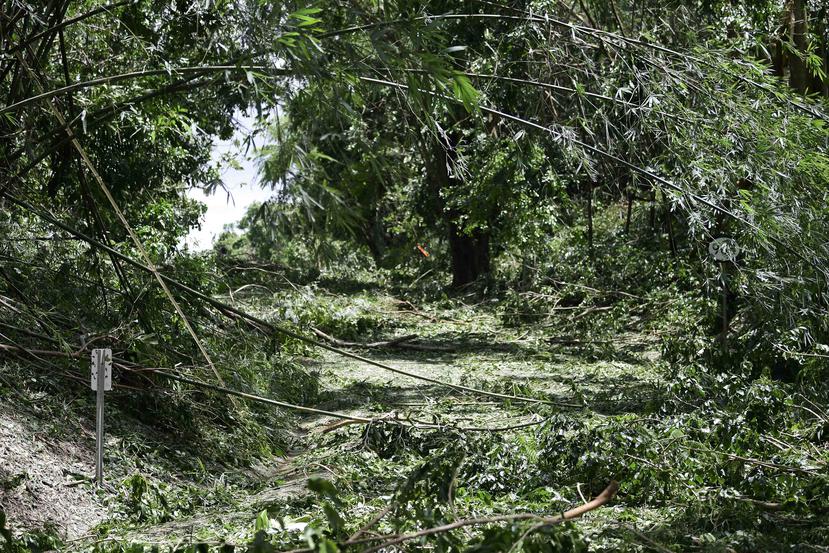El DRNA explicó que comenzaron a supervisar rutas de evaluación de hábitats para determinar si hubo algún impacto con la población de estas especies tras el paso del huracán Irma.