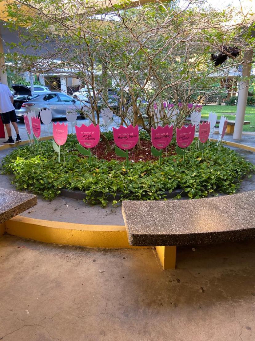 Lostulipanes rosados adornan los jardines de los colegios participantes. (Foto: Suministrada)