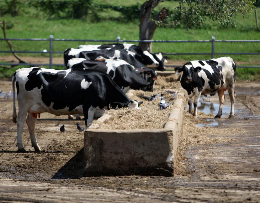 Los ganaderos advirtieron que, a largo plazo, no habrá leche cruda producida en Puerto Rico para desarrollar productos lácteos.  (Archivo)