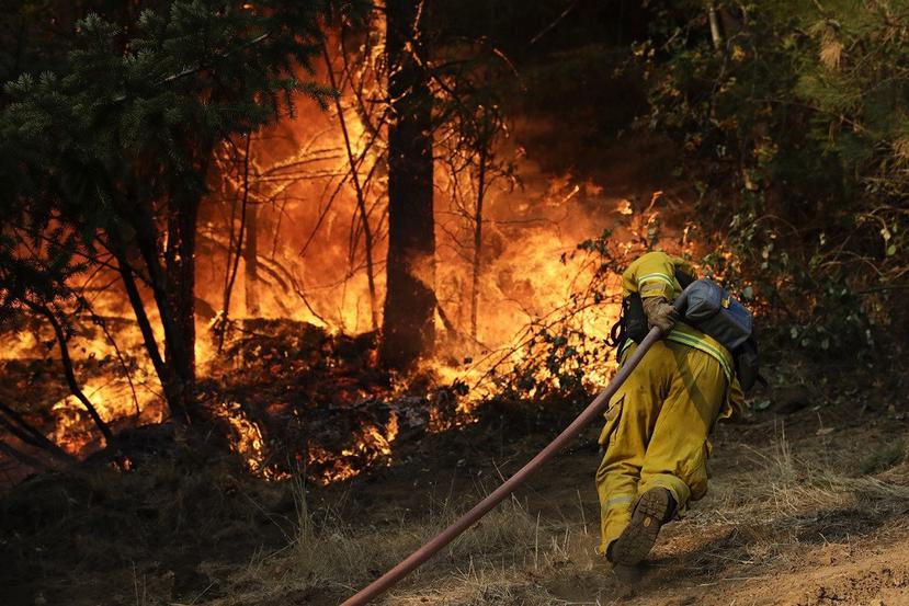 Los bomberos y miembros de brigadas forestales presentan un porcentaje superior de casos de cáncer. (AP)