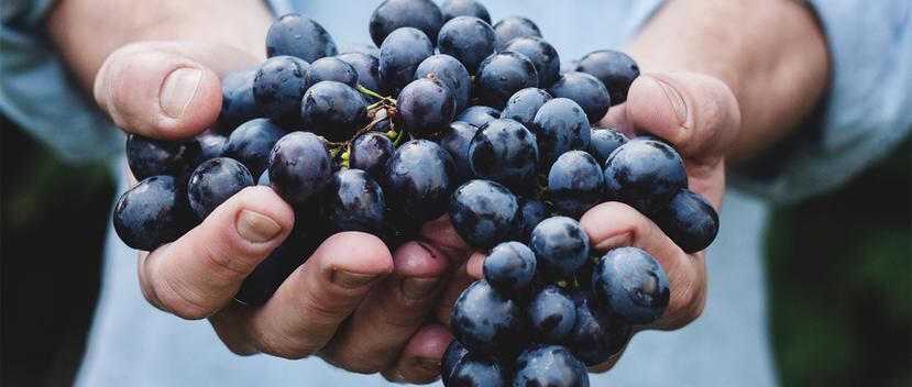 El resveratrol es un antioxidante presente en la piel de la uva roja. (Maja Petric / Unsplash)