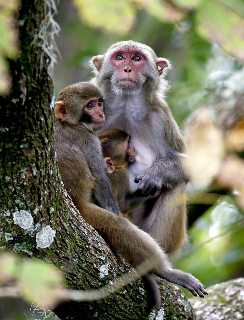 Expertos aseguran que los monos ayudan a identificar la presencia del virus (AP).