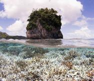 Desatado por el calentamiento global y El Niño, temperaturas altas récord en los océanos, este fenómeno está haciendo que los corales se vuelvan blancos y a menudo mueran. (XL Catlin Seaview Survey / AP)