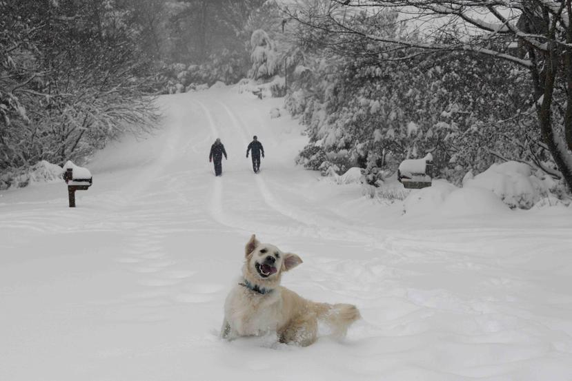 Josie, una perrita cobradora inglesa, juega en la nieve mientras sus amos, Dawn y Mark Lundblad, al fondo caminan en Morganton, Carolina del Norte, el domingo 9 de diciembre de 2018. (AP)
