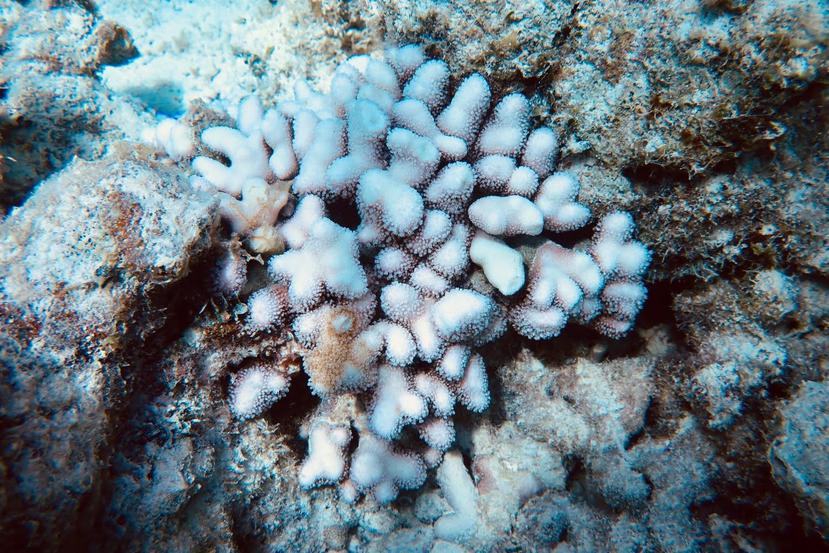 Puerto Rico está en riesgo de un nuevo evento masivo de blanqueamiento de corales debido al aumento en la temperatura oceánica. (Suministrada)