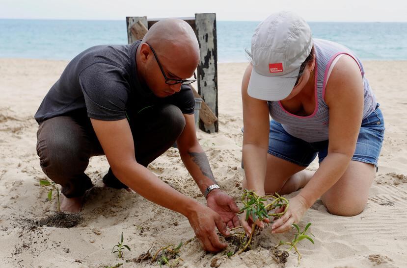 Para la Naturaleza y sus voluntarios han sembrado árboles en áreas naturales protegidas y bosques, pero también en contextos urbanos y costeros, como la playa de Ocean Park. (Suministrada)