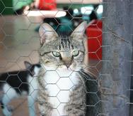 Llevar tu gato al veterinario, le evitaría condiciones como la obstrucción urinaria y problemas renales que son comunes en estos. (Pixabay)