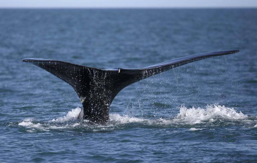 Una ballena nada frente a la costa de Plymouth, Massachusetts. (AP/Michael Dwyer)