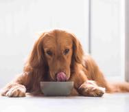 Una de las dietas más populares para mascotas es la de Alimentos Crudos Biológicamente Apropiados (Barf, por sus siglas en inglés).  (Shutterstock)