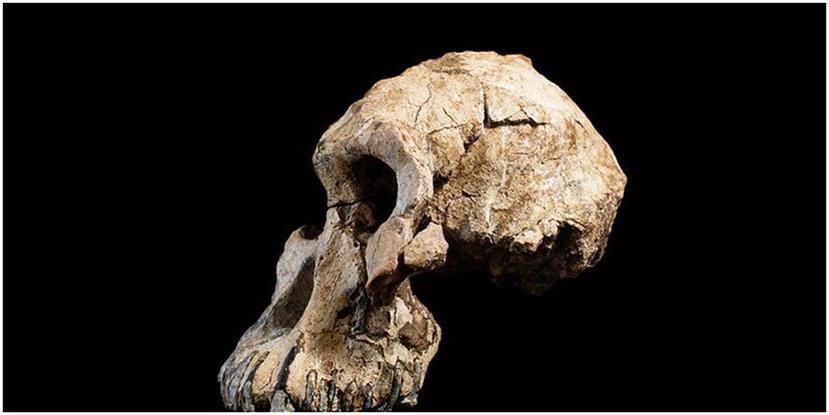 Un cráneo casi completo de la especie Australopithecus anamensis fue descubierto en Etiopía en 2016. (Dale Omori / Museo de Historia Natural de Cleveland)