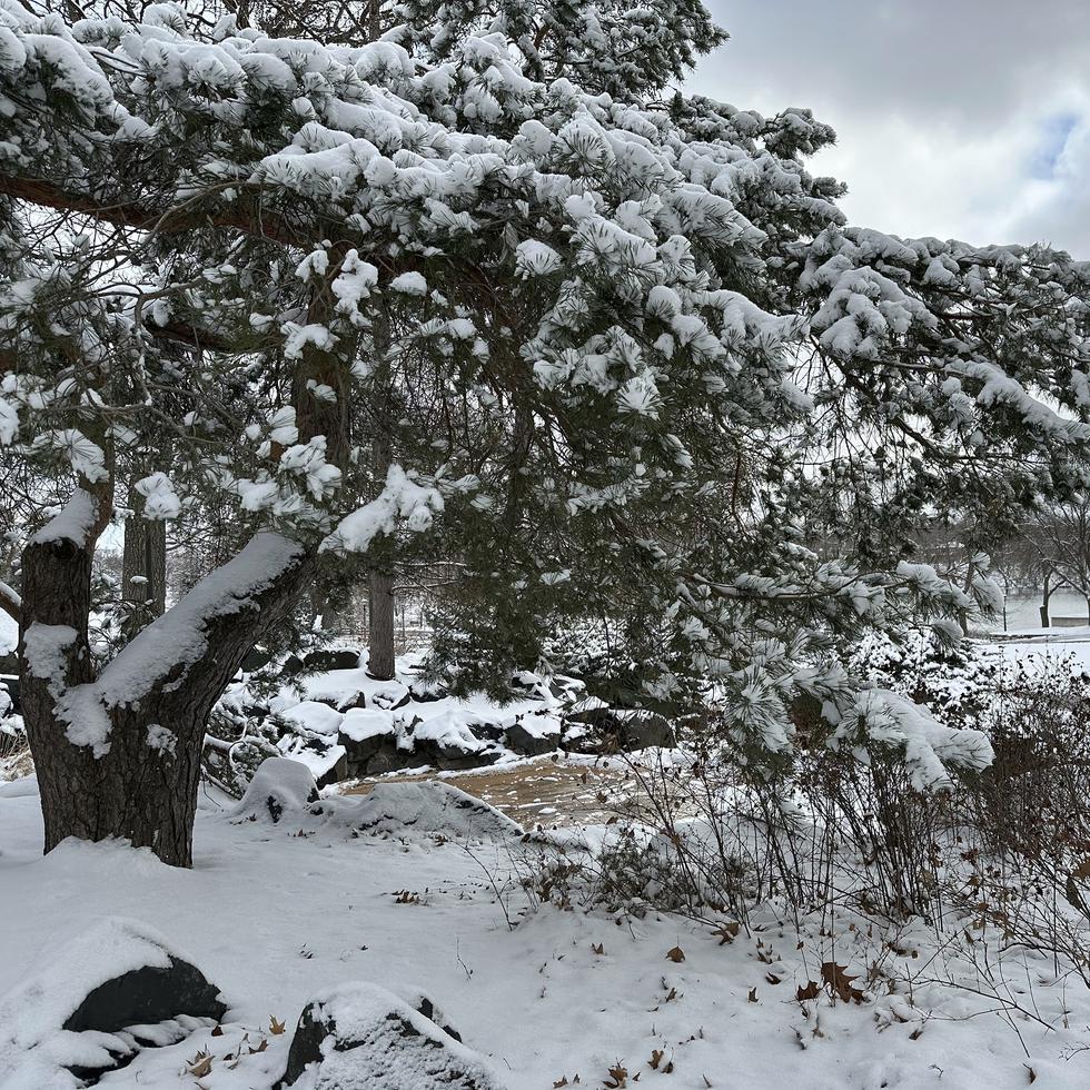 Las tormentas de nieve reportadas en varios estados, como Minnesota, han provocado apagones y accidentes de tránsito.