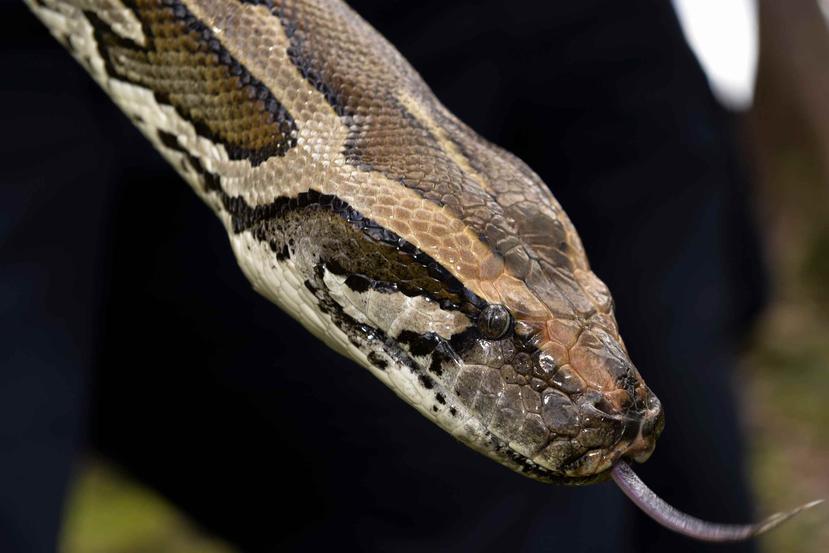 El hecho de que las serpientes pitón hayan encontrado refugio tan al sur del estado es una mala noticia, ya que hay numerosas especies en esta zona de los cayos que "están indefensas frente a los grandes reptiles invasores". (Archivo/GFR)