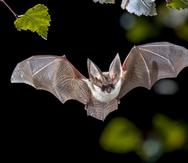 Los murciélagos han sido señalados como los posibles transmisores del COVID-19. (Shutterstock)