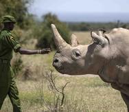 Un guardabosques se acerca a la rinoceronte blanco del norte Najin, de 30 años, una de las dos que quedan de su especie en el mundo. (Archivo /AP)