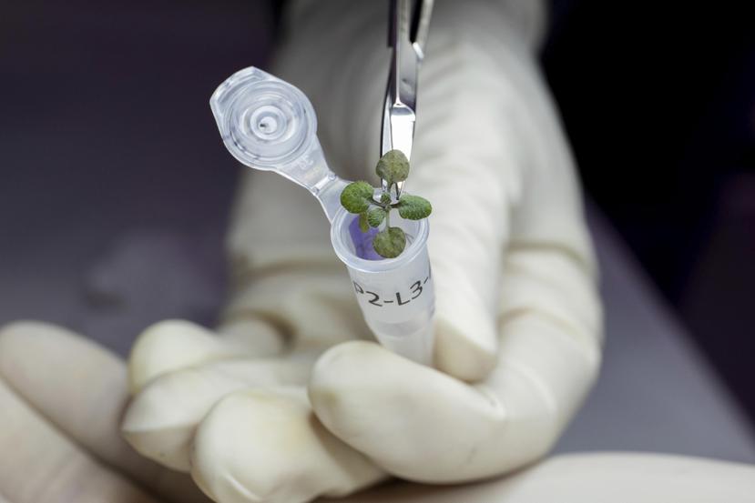 En esta foto del 2021, un científico coloca una planta de Arabidopsis thaliana en un vial para análisis genético durante un experimento con suelo lunar en un laboratorio en Gainsville, Florida.