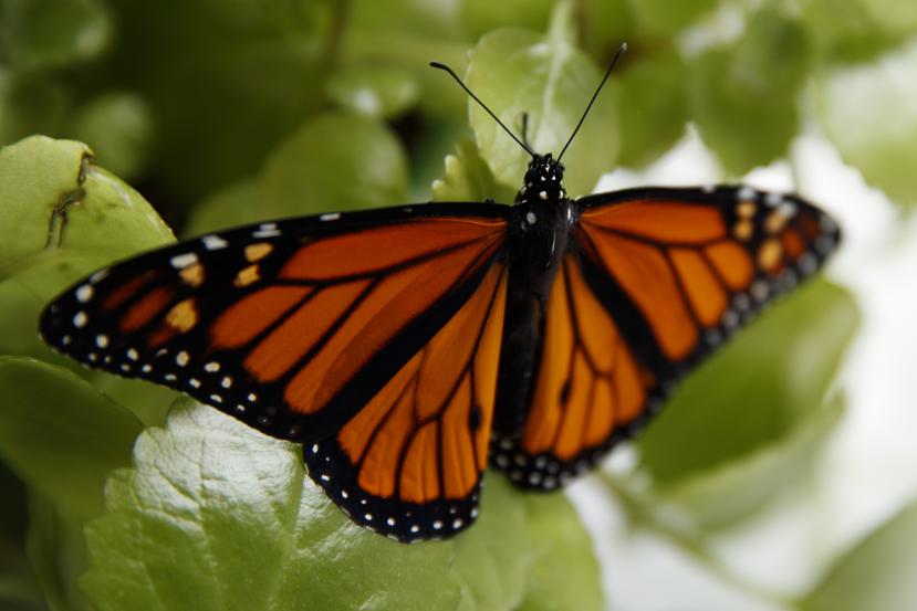 Mariposa monarca fotografiada en Washington el 2 de junio del 2019.