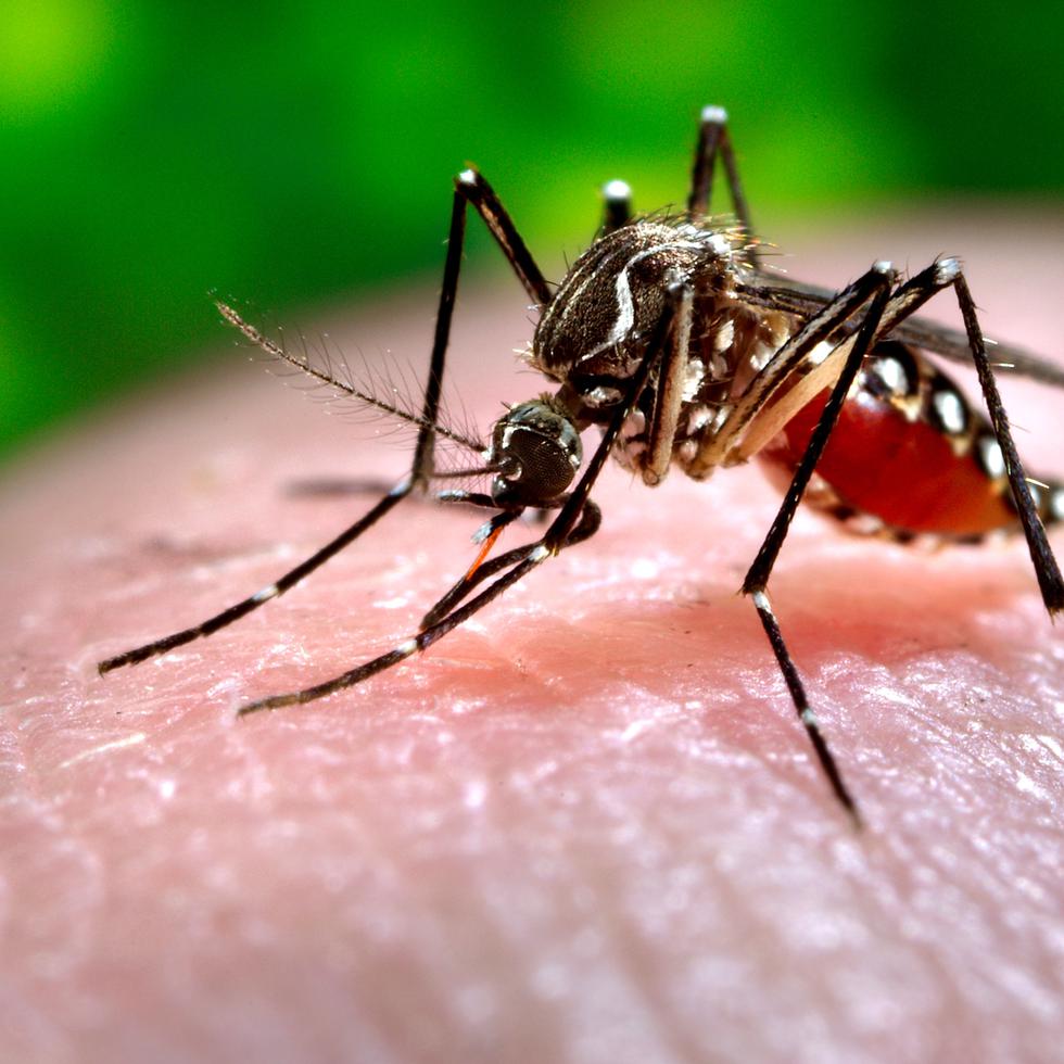 Mosquito Aedes aegypti causante del dengue