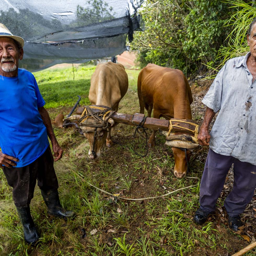 Agricultores del barrio Quebrada mantienen viva la práctica para el cultivo de recao, ajíes, plátanos, cilantrillo, entre otros.