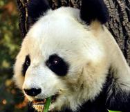 Esta evidencia, según los autores, sugiere que los pandas en el pasado estaban "mucho más extendidos" que en la actualidad. (EFE)