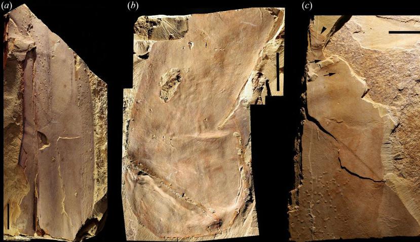 Este fósil fue hallado en el yacimiento arqueológico de Chengjiang, en la provincia china de Yunnan. (Proceedings of the Royal Society B)