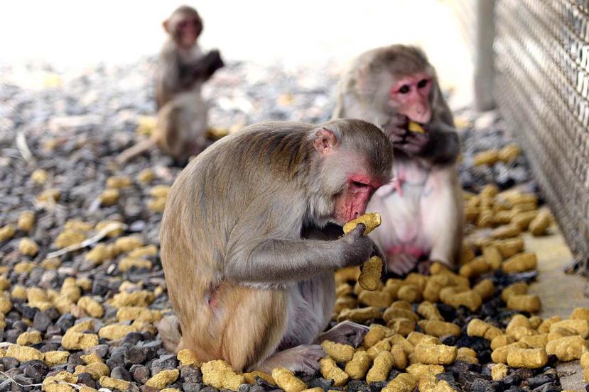 Varios monos en el Centro de Primates del Recinto de Ciencias Médicas de la UPR. (GFR Media)