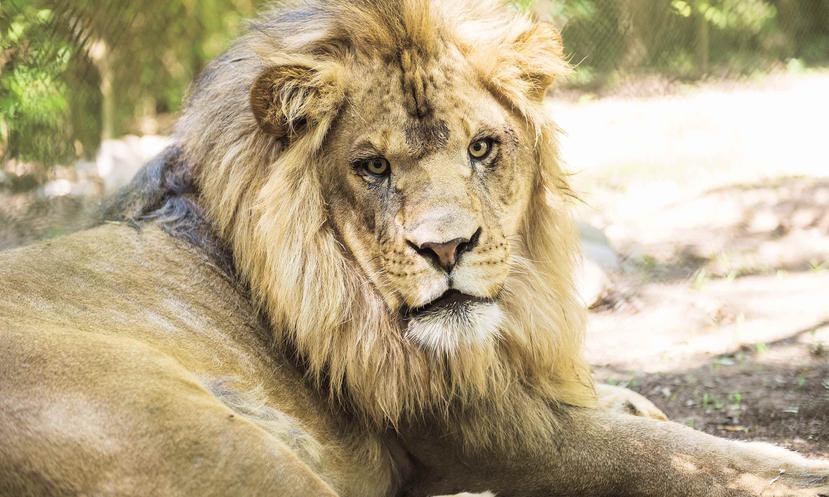 En la actualidad, alrededor de 113 leones viven en Antelope Park, un parque situado a unos 300 kilómetros al sur de Harare, capital de Zimbabue. (GFR Media)