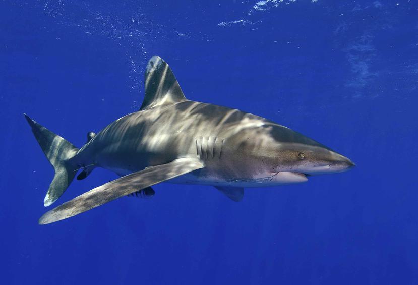 Las amenazas a los tiburones incluyen la pesca. (AP)