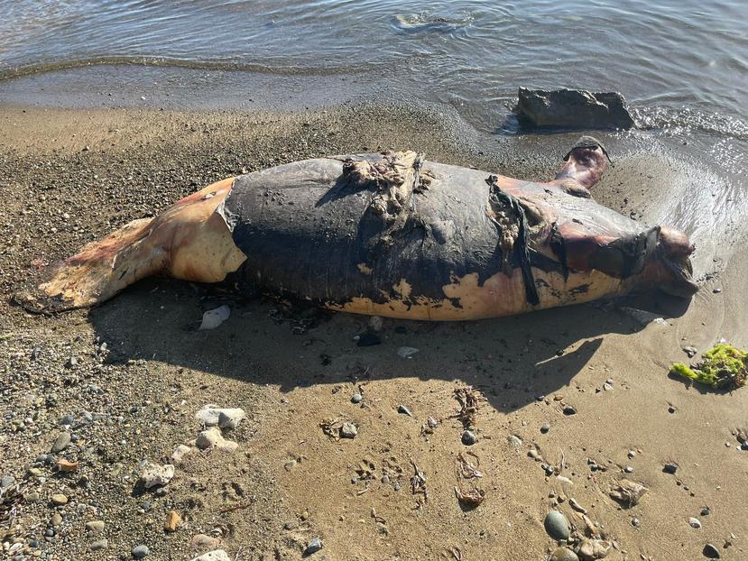 Cadáver de una manatí muerta hallada en Punta Ola, en Guayama. El mamífero falleció tras golpe de una embarcación.