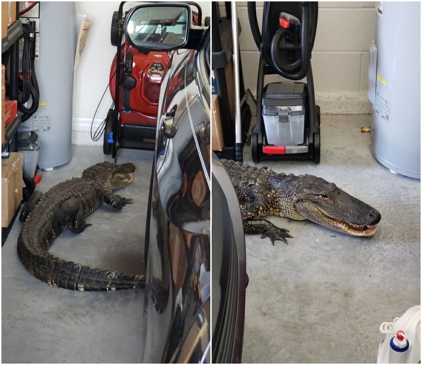 Imágenes del caimán en el garaje de la residencia. (Fotomontaje / North Port Police)