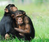 Los científicos analizaron 1,242 interacciones en grupos de bonobos y chimpancés en zoológicos.