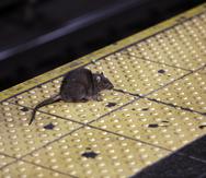 Foto de archivo de una rata que cruza una estación de metro de la ciudad de Nueva York.