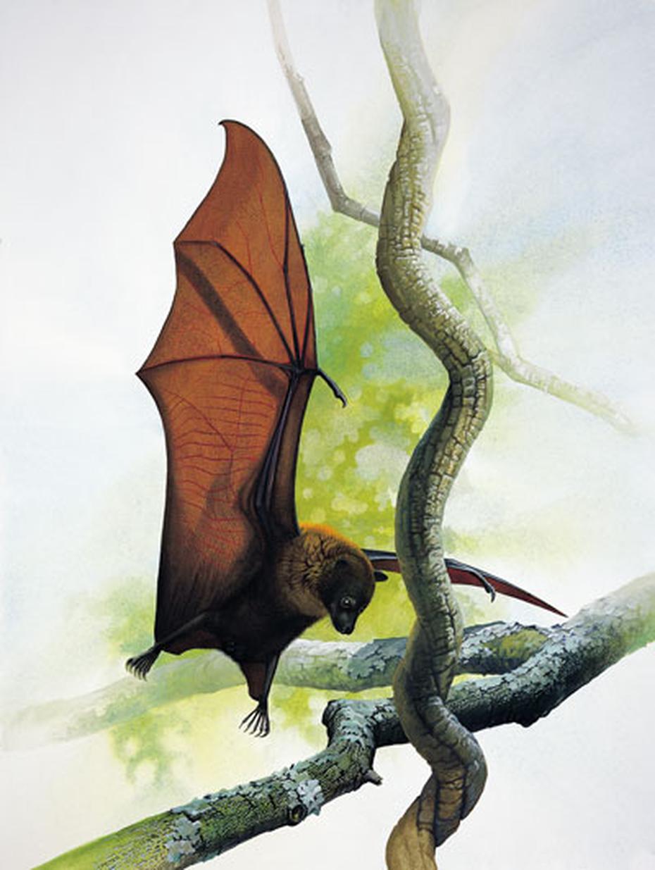 El zorro volador de Guam, también conocido como el murciélago frutero de las Islas Marianas, era uno de los megamuerciélagos más pequeños que fue visto por última vez en 1968.