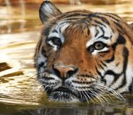 El tigre malayo es una de las especies de tigre más pequeñas que se encuentran en el sur y centro de la península de Malasia y en el sur de Tailandia.