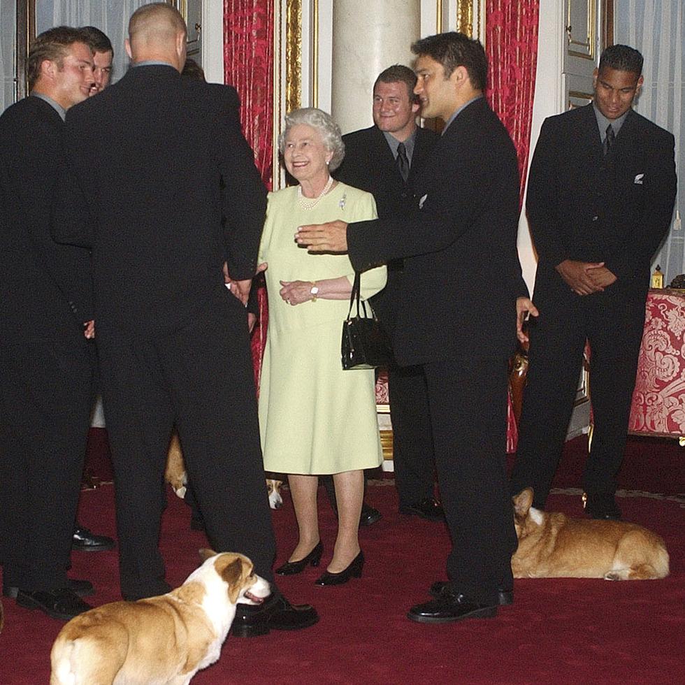 Para muchas personas en todo el mundo, la palabra corgi está vinculada para siempre a la reina Isabel II. En la foto, la monarca se reúne con el equipo de rugby All Blacks de Nueva Zelanda y los corgis reales en el Palacio de Buckingham, Londres, el martes 5 de noviembre de 2002.