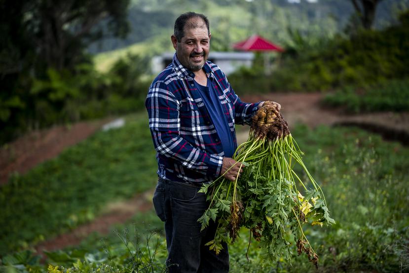 Don Andrés de Jesús Mateo es el agricultor de apio más conocido en Barranquitas, y también es quien se encarga de producir la cosecha necesaria para el Festival de Apio que se celebra anualmente en su pueblo.